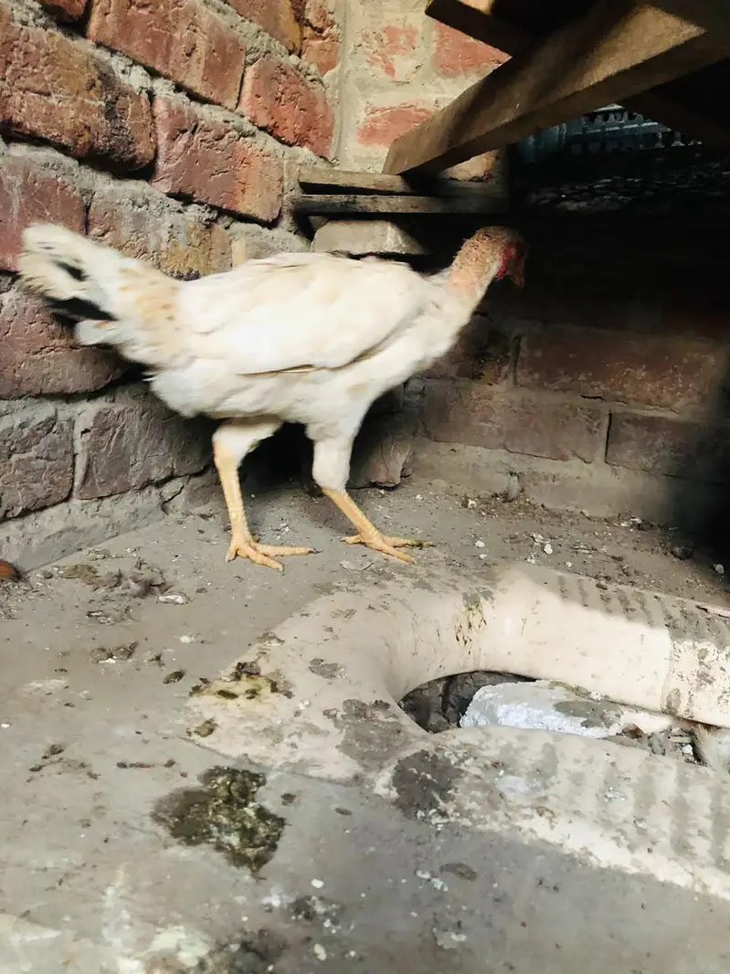 1 Male 3 Females 03224239890 — photo 6
