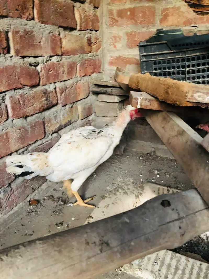 1 Male 3 Females 03224239890 — photo 7