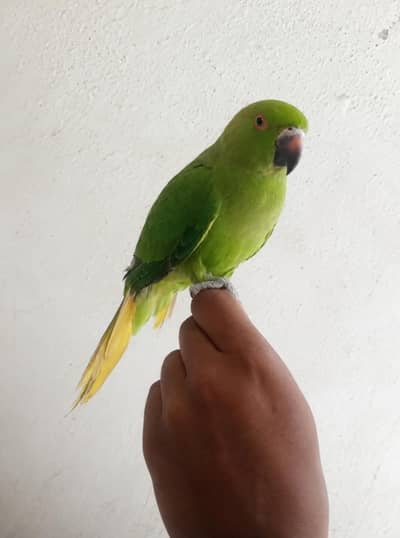 Semi tame zero bite parrot ha