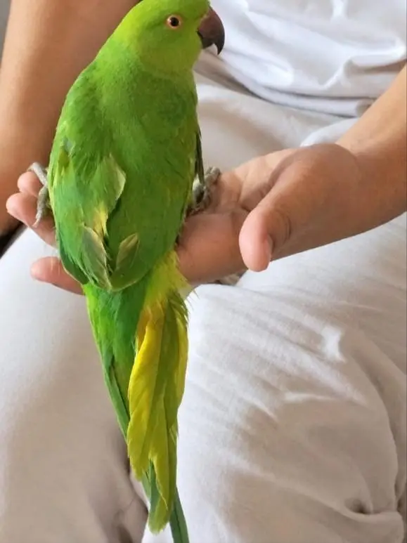 Semi tame zero bite parrot ha — photo 4