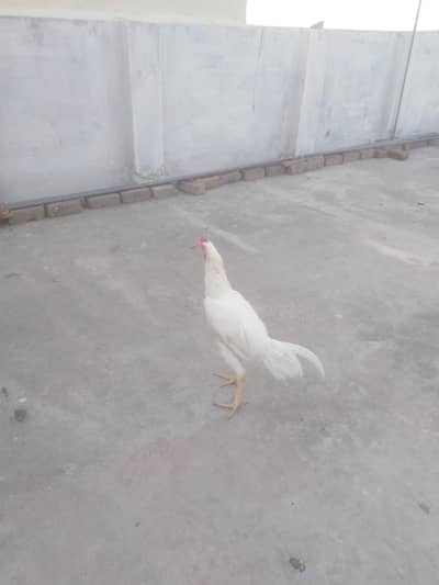 aseel