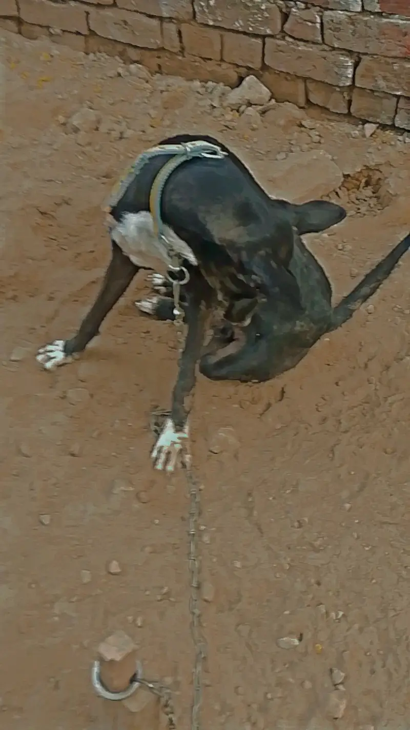 Family Dog — photo 2