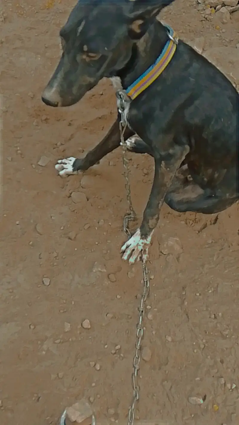 Family Dog — photo 3