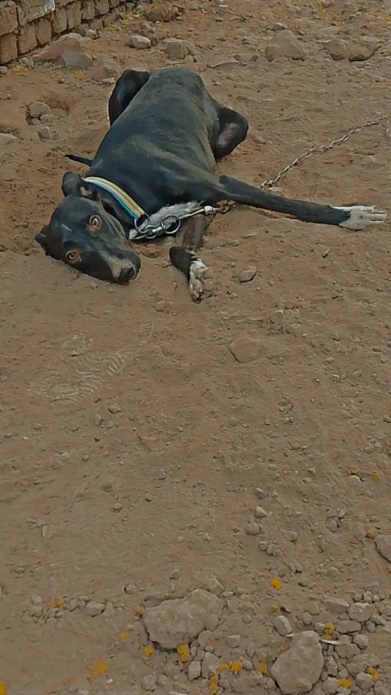Family Dog — photo 4