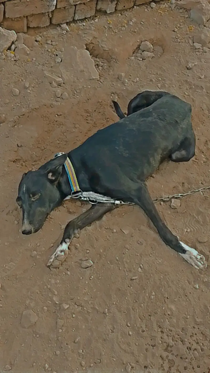 Family Dog — photo 5