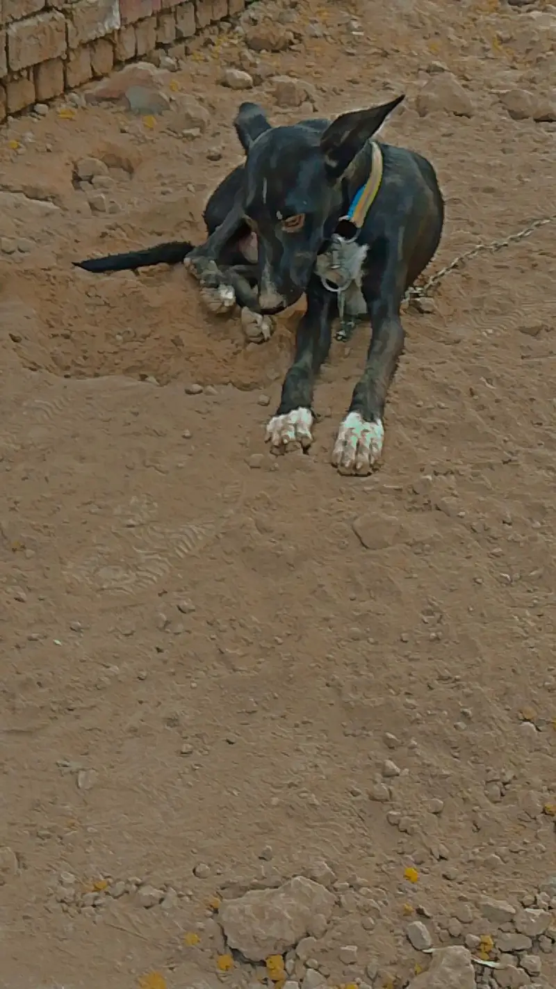 Family Dog — photo 6