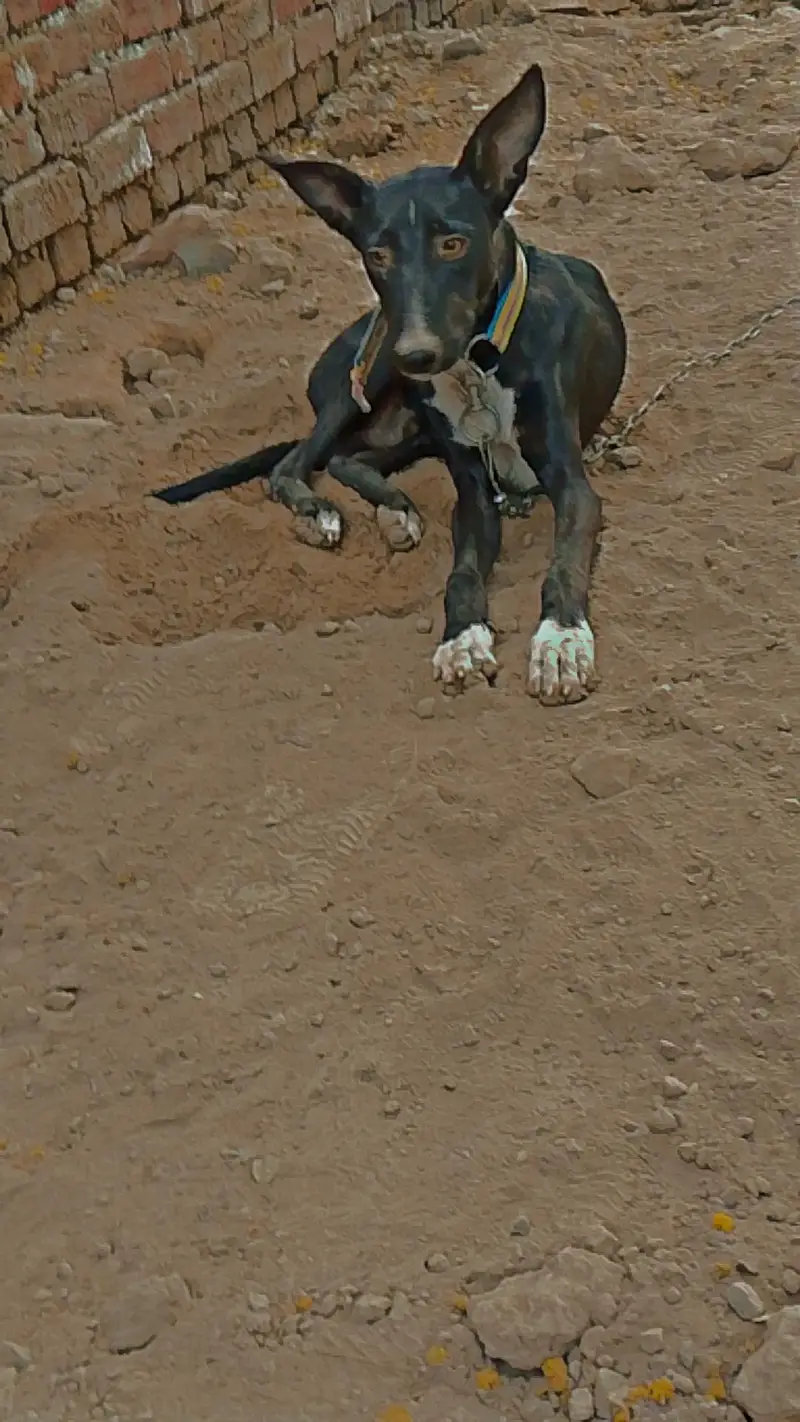 Family Dog — photo 7