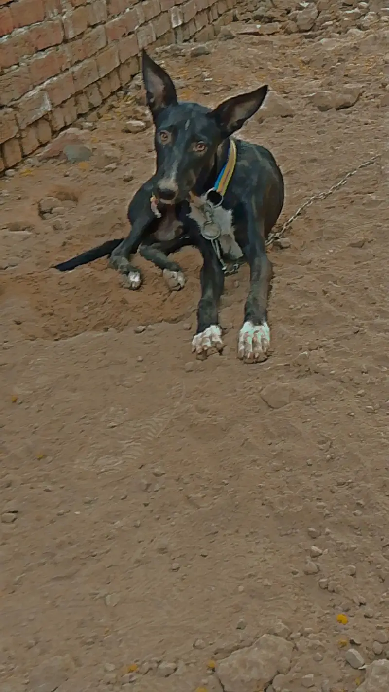 Family Dog — photo 8