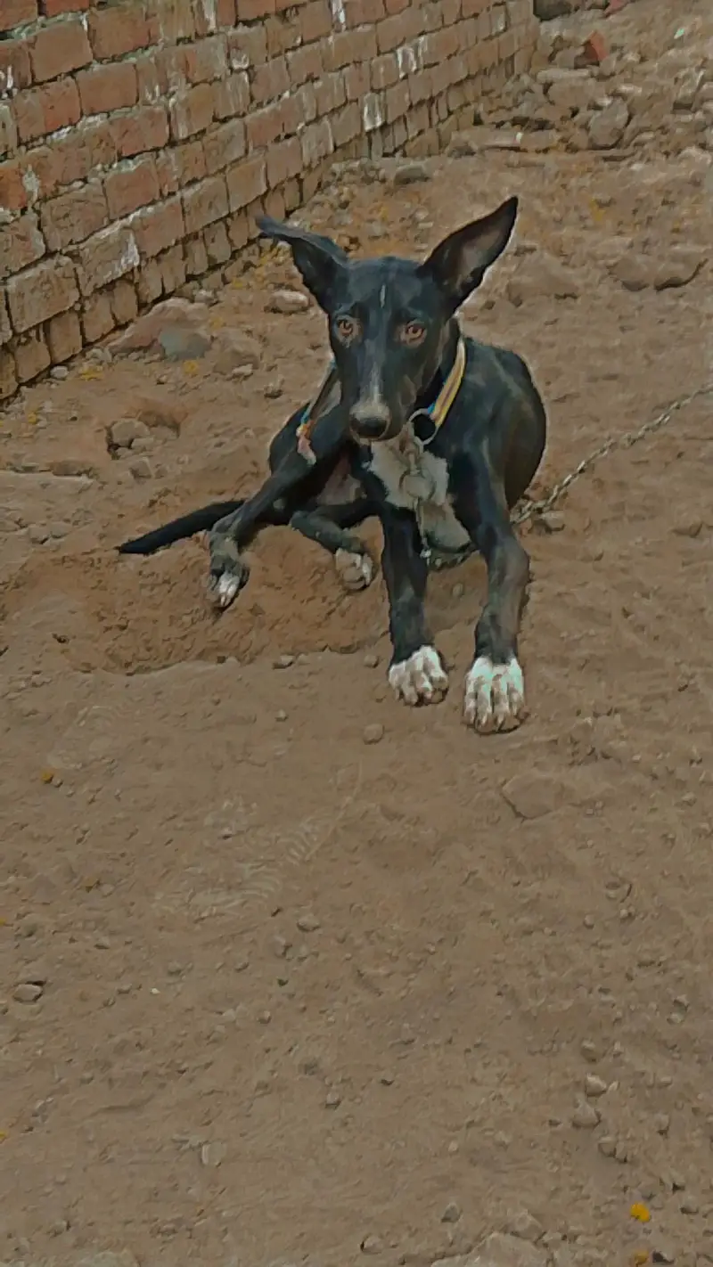 Family Dog — photo 9