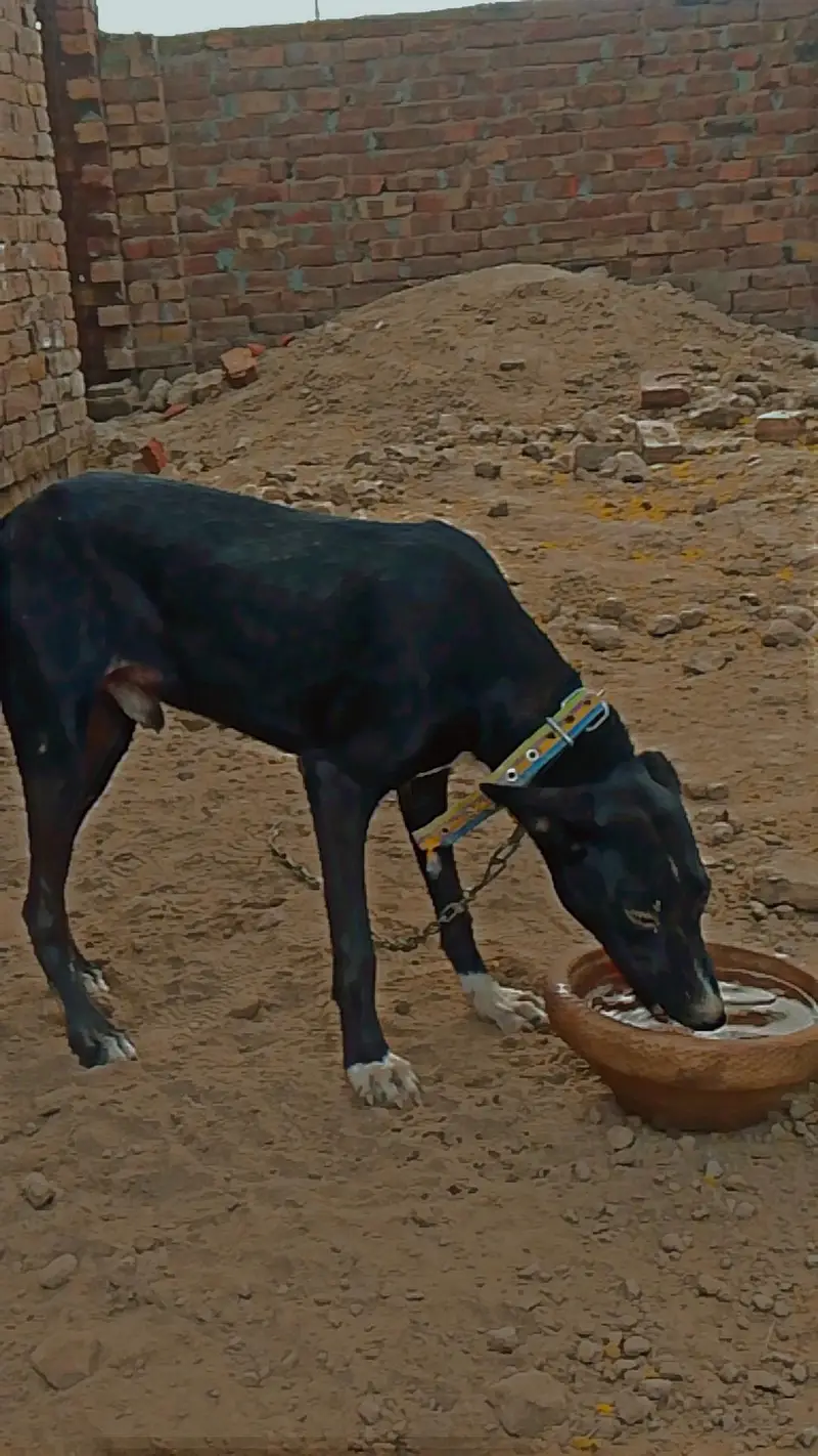 Family Dog — photo 10