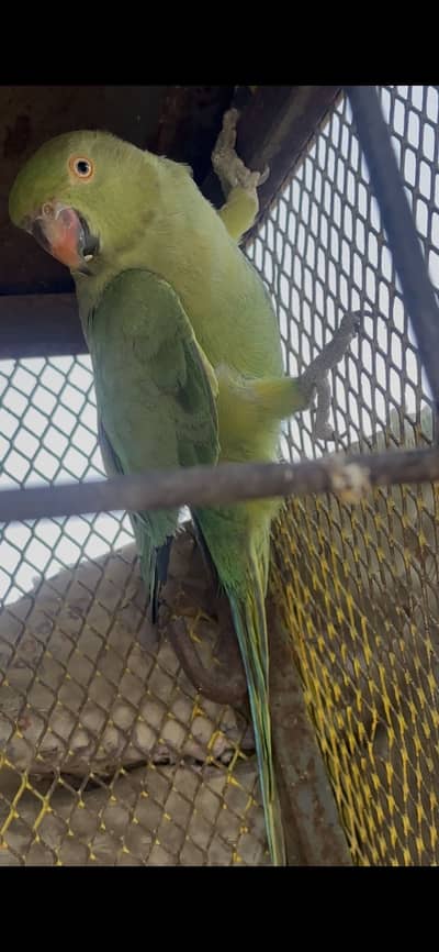 Green parrot or Rabi yeh BolNa Sikh Rai