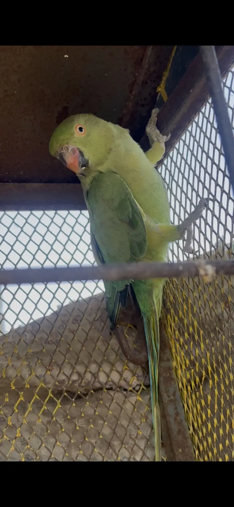 Green parrot or Rabi yeh BolNa Sikh Rai — photo 2