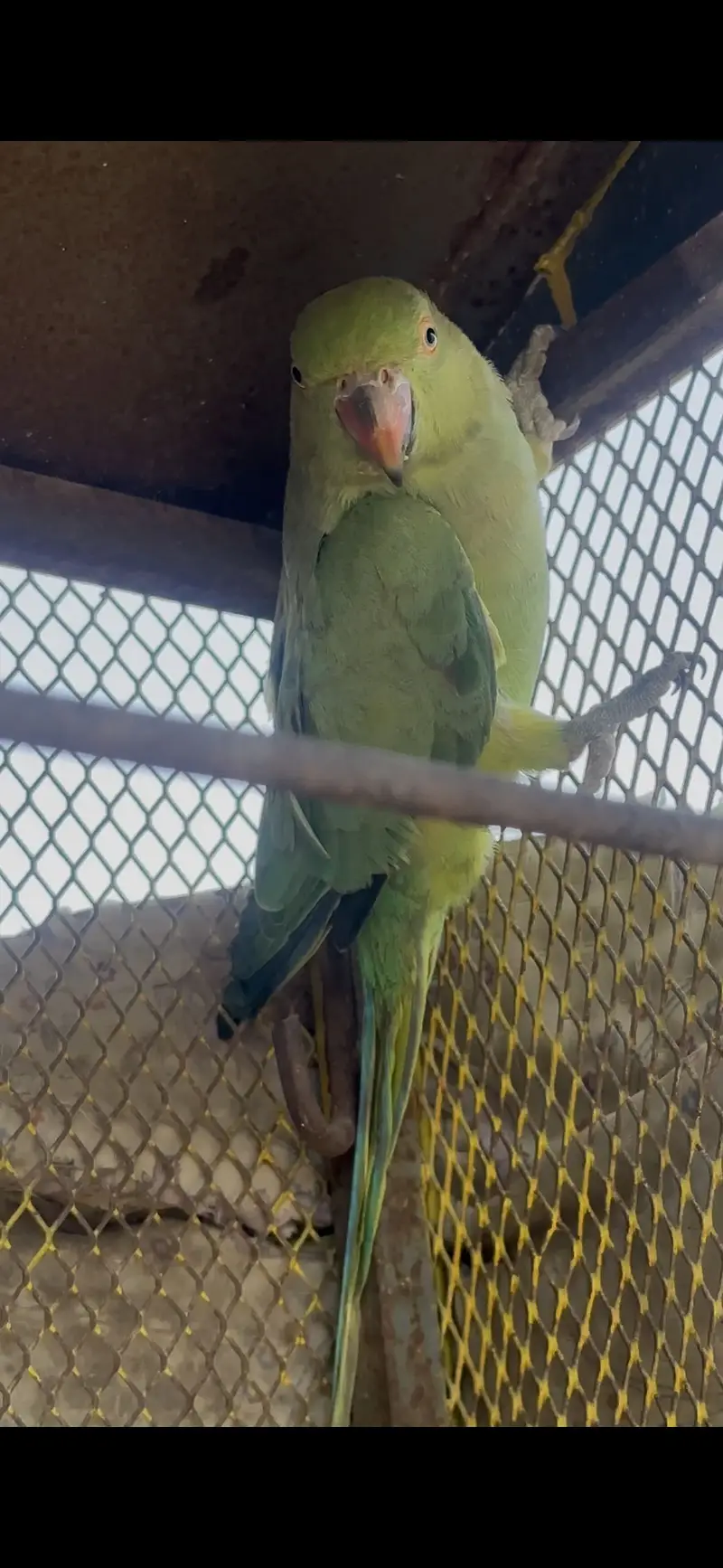 Green parrot or Rabi yeh BolNa Sikh Rai — photo 3