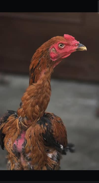 long height patha kamaliya quality bird