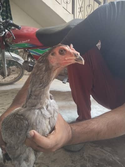 70%panas 30%pakoya