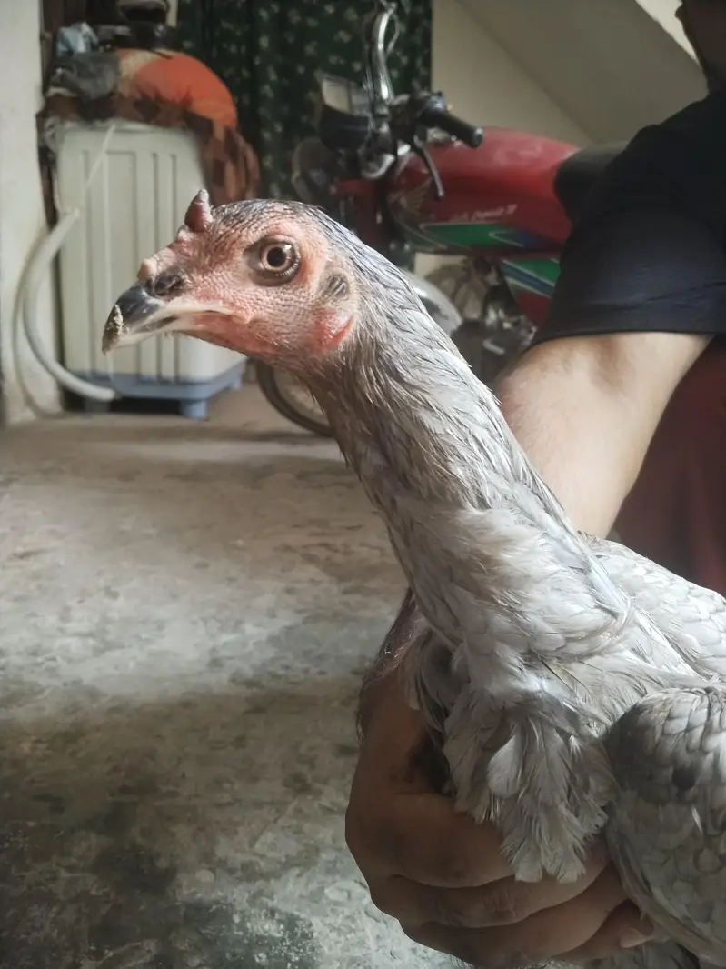 70%panas 30%pakoya — photo 4