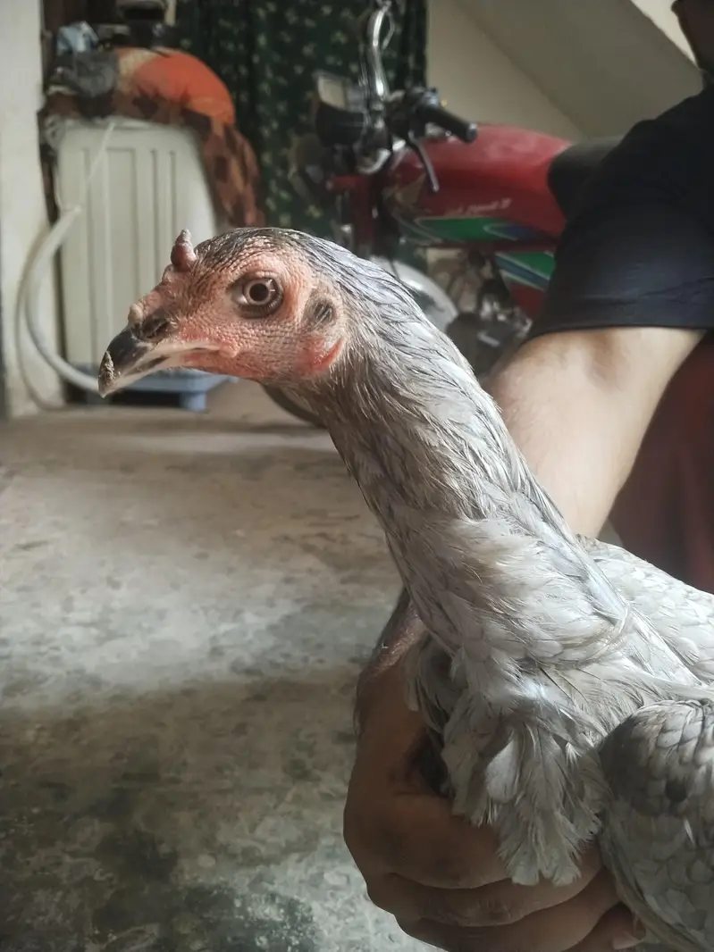 70%panas 30%pakoya — photo 5