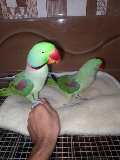 talking tame breader pair 03288104963