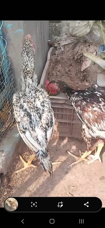 Aseel Shamo for sale/Aseel for sale
