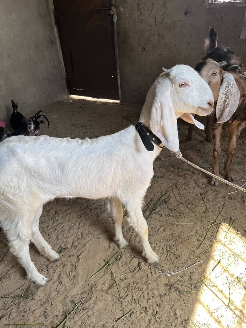 Jori ha 0