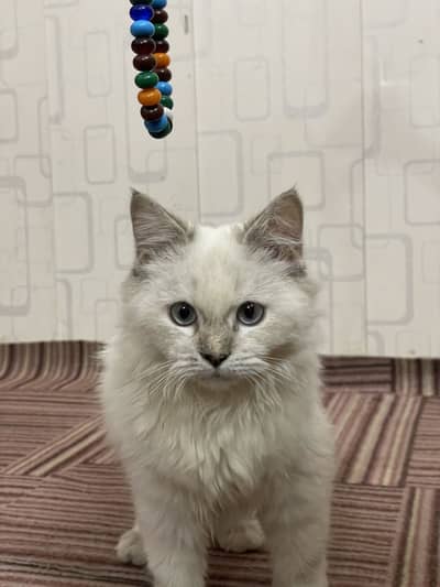 Beautiful Himalayan Kitten For Sale 4 months old stunning Blue eyes
