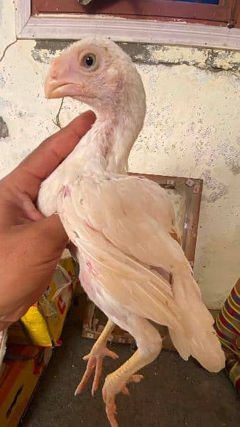 indain parrot beak
