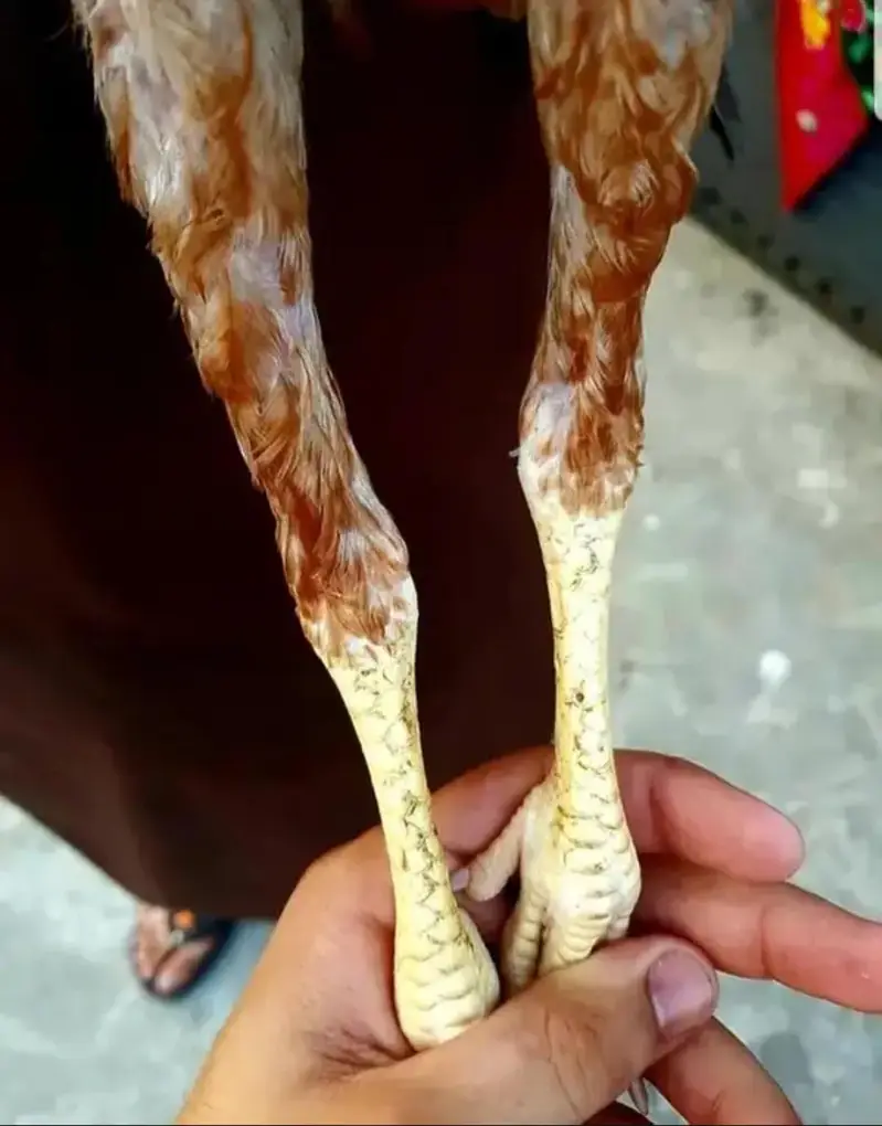 aseel shamo peela zeherala pair price — photo 8