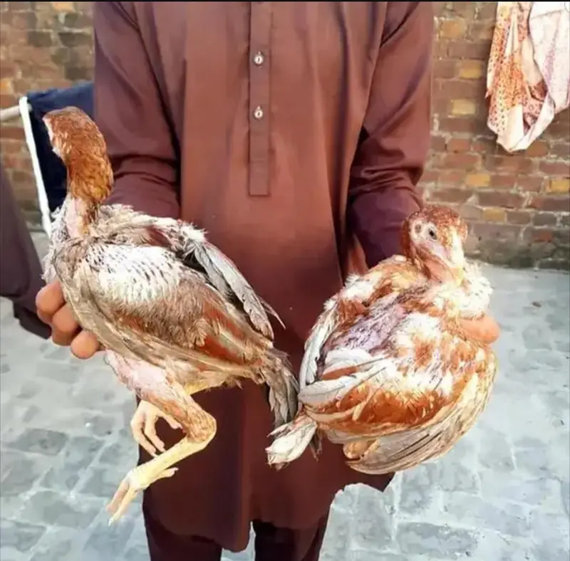 aseel shamo peela zeherala pair price — photo 9