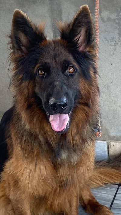 Stud Long Coat German Shepherd for Stud Only