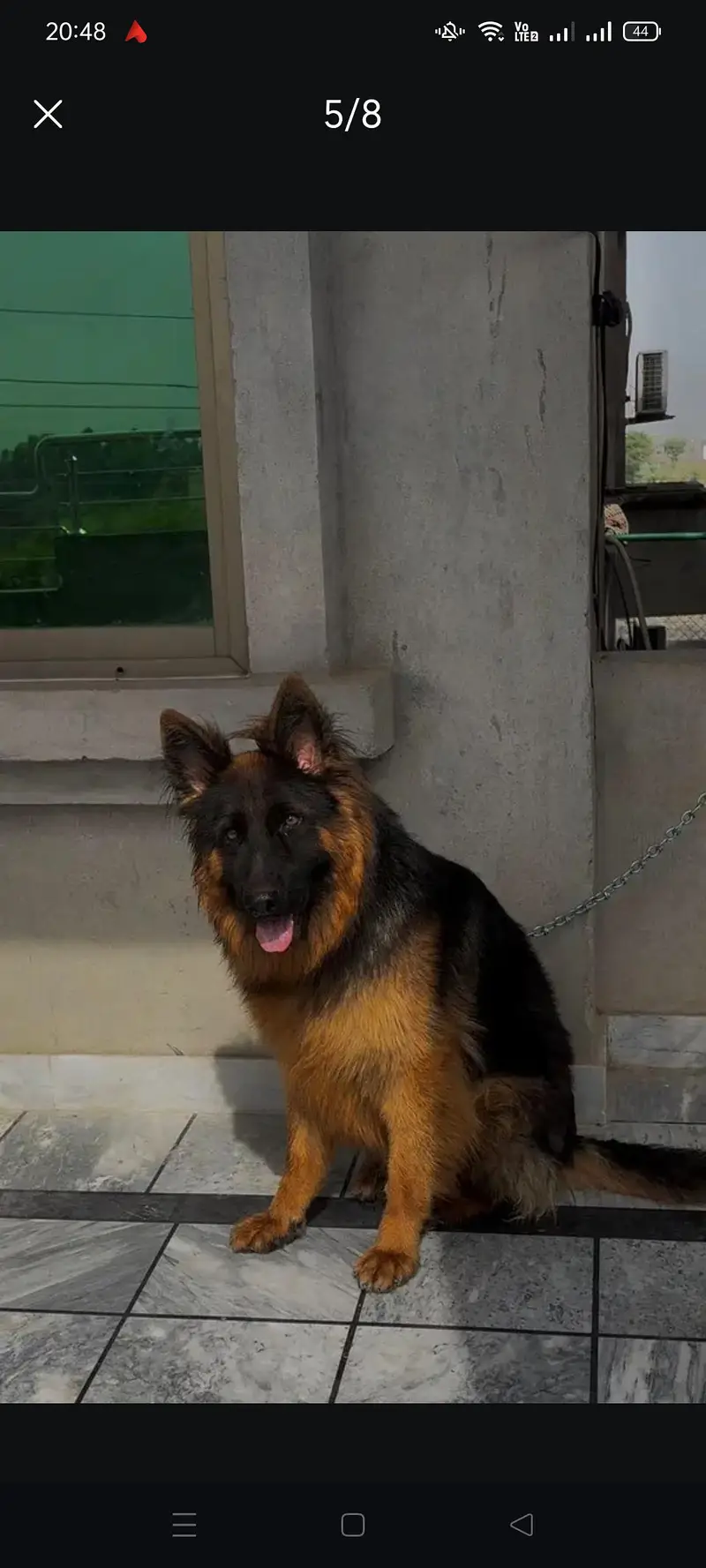 Stud Long Coat German Shepherd for Stud Only — photo 3