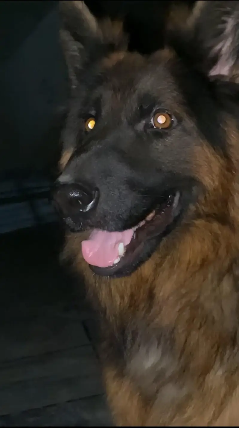Stud Long Coat German Shepherd for Stud Only — photo 6