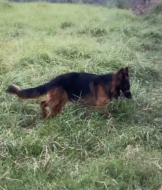 Stud Long Coat German Shepherd for Stud Only — photo 7