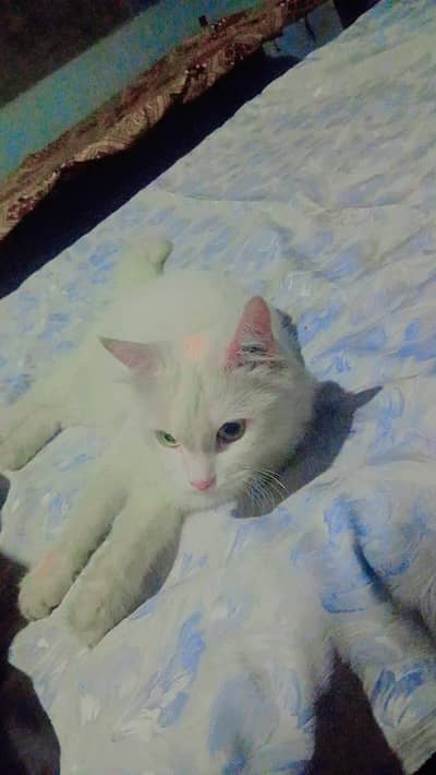 i want sale my pet