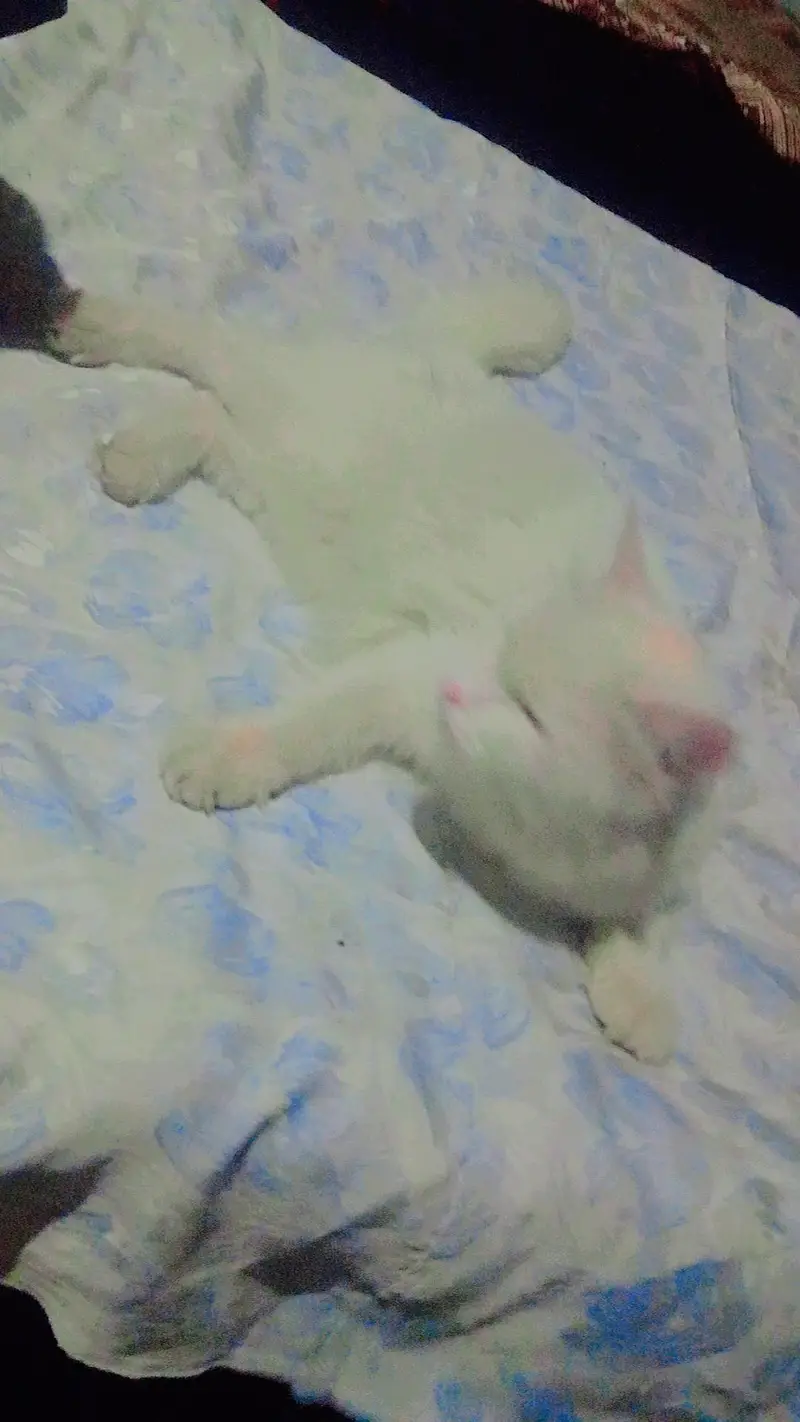 i want sale my pet — photo 2