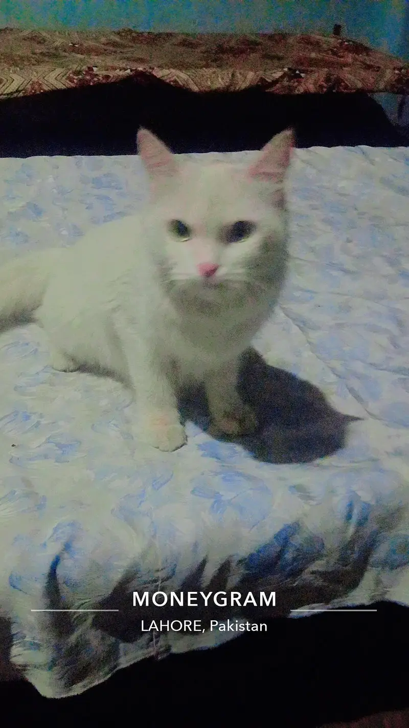 i want sale my pet — photo 4