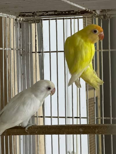 Birds for Sale  2 Budgies 3 Pairs of Lovebirds