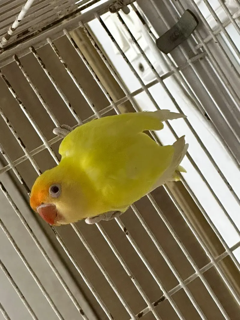 Birds for Sale  2 Budgies 3 Pairs of Lovebirds — photo 2