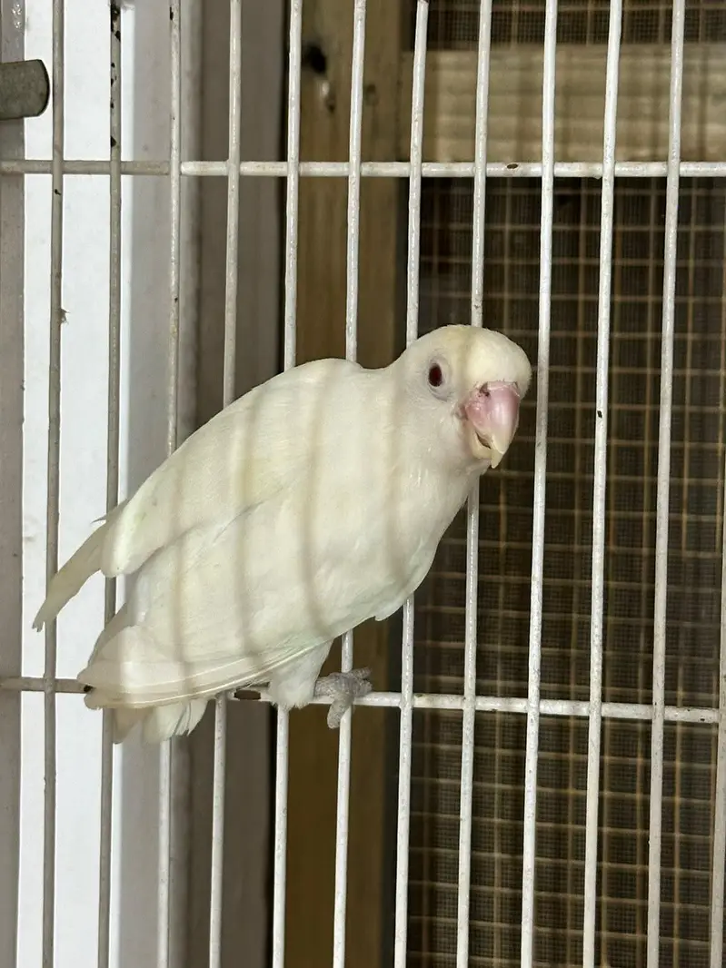 Birds for Sale  2 Budgies 3 Pairs of Lovebirds — photo 3