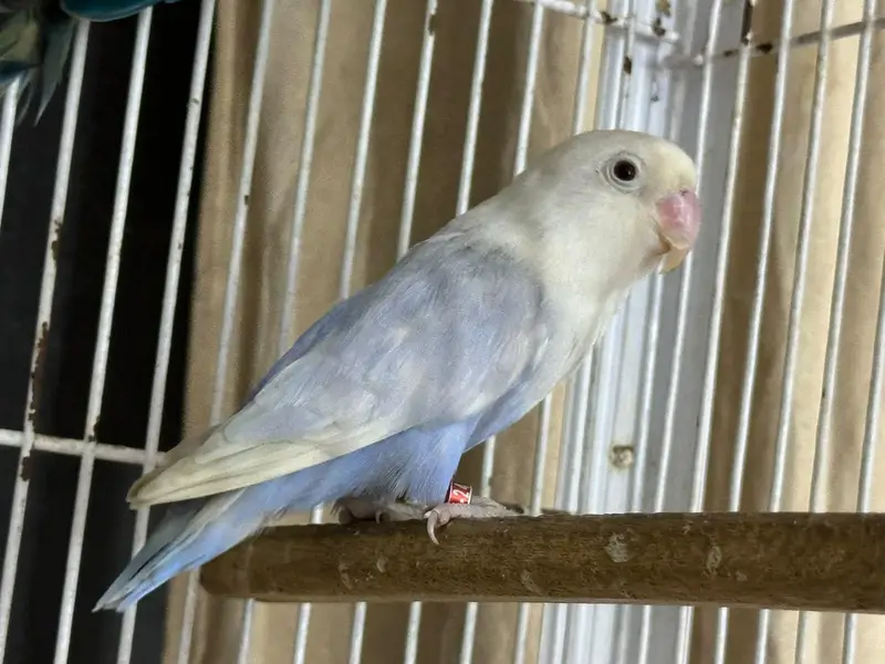Birds for Sale  2 Budgies 3 Pairs of Lovebirds — photo 4