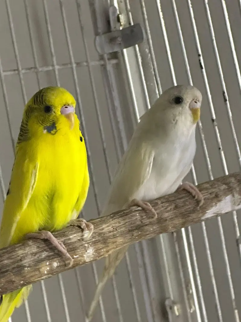 Birds for Sale  2 Budgies 3 Pairs of Lovebirds — photo 5
