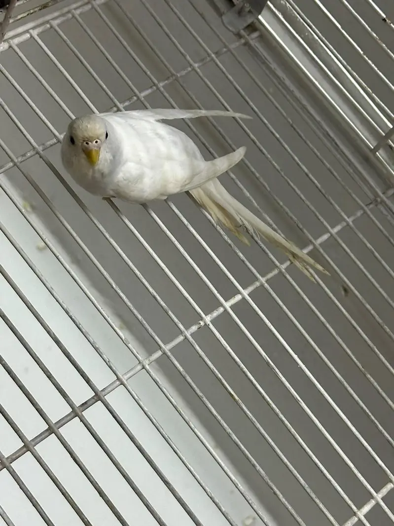 Birds for Sale  2 Budgies 3 Pairs of Lovebirds — photo 6