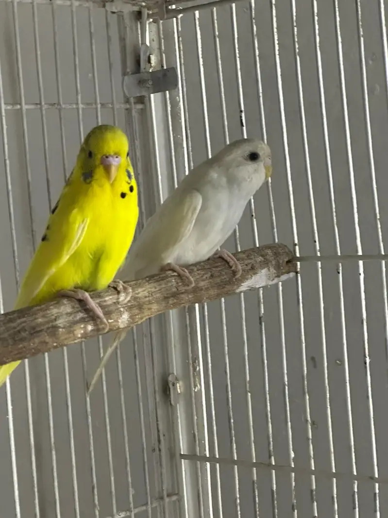 Birds for Sale  2 Budgies 3 Pairs of Lovebirds — photo 7