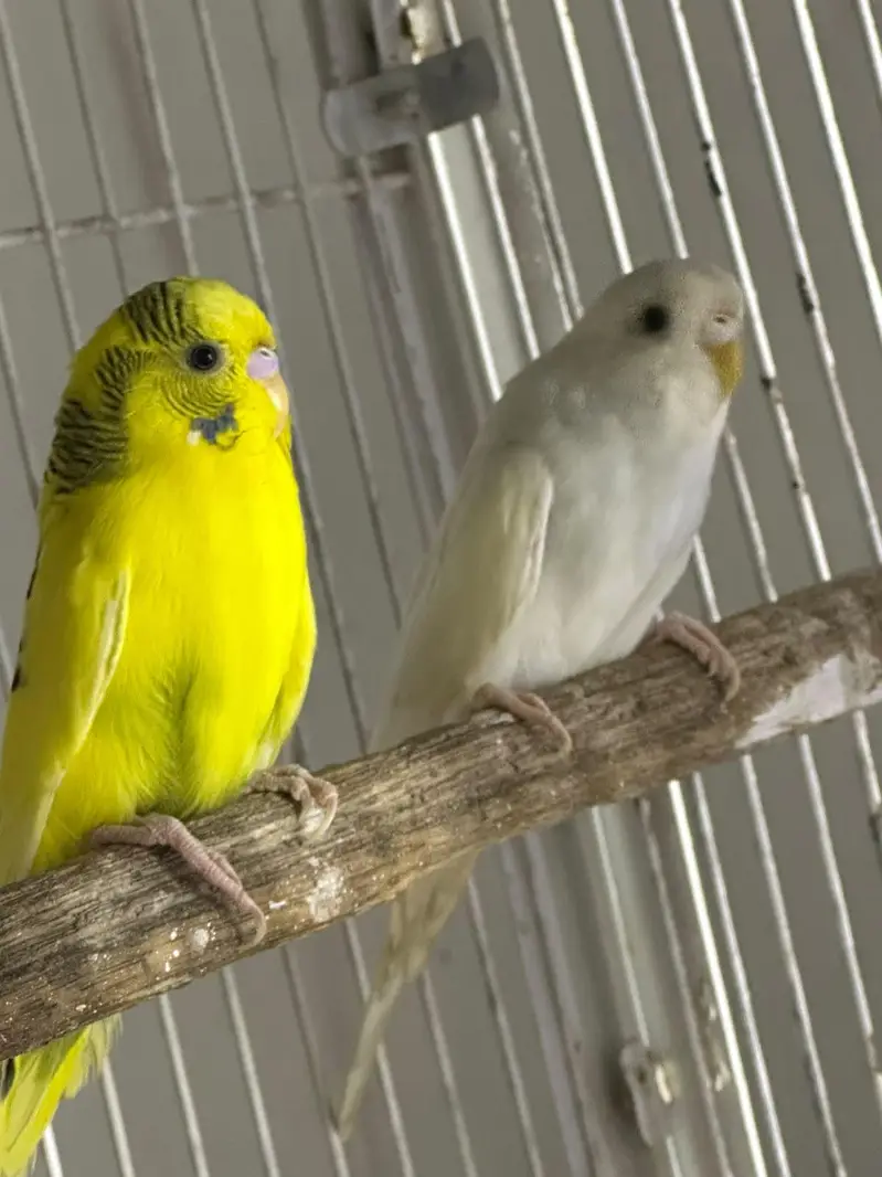 Birds for Sale  2 Budgies 3 Pairs of Lovebirds — photo 8