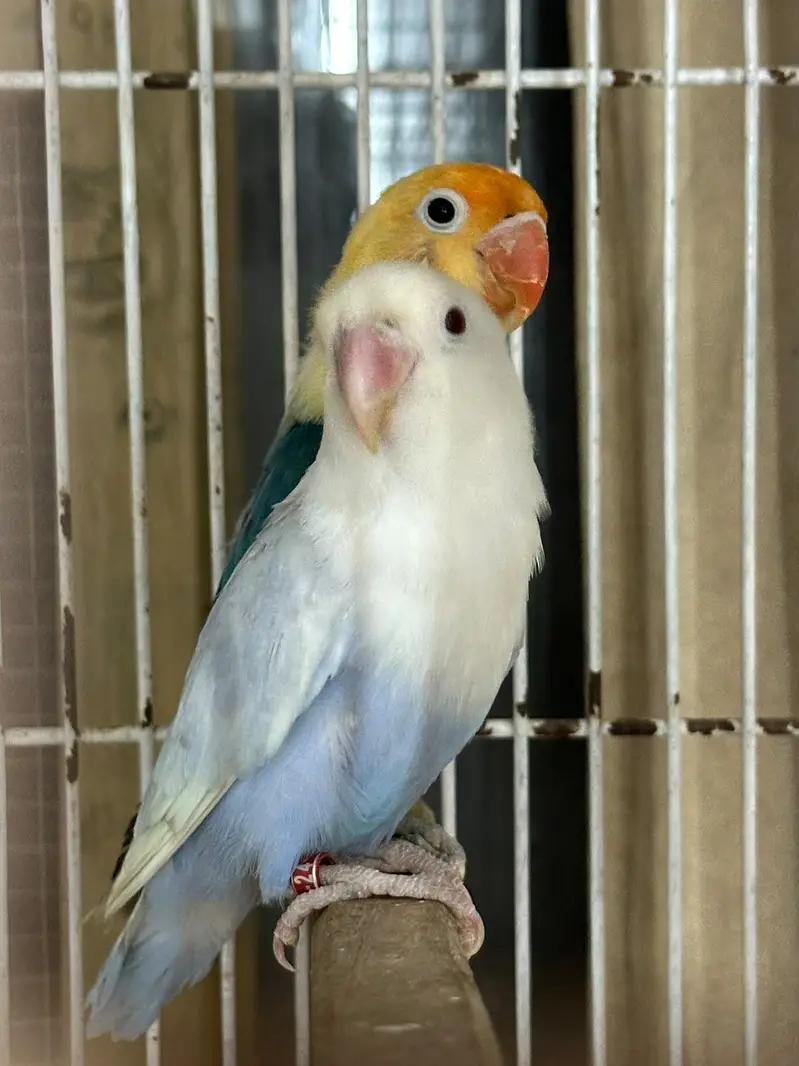 Birds for Sale  2 Budgies 3 Pairs of Lovebirds — photo 9