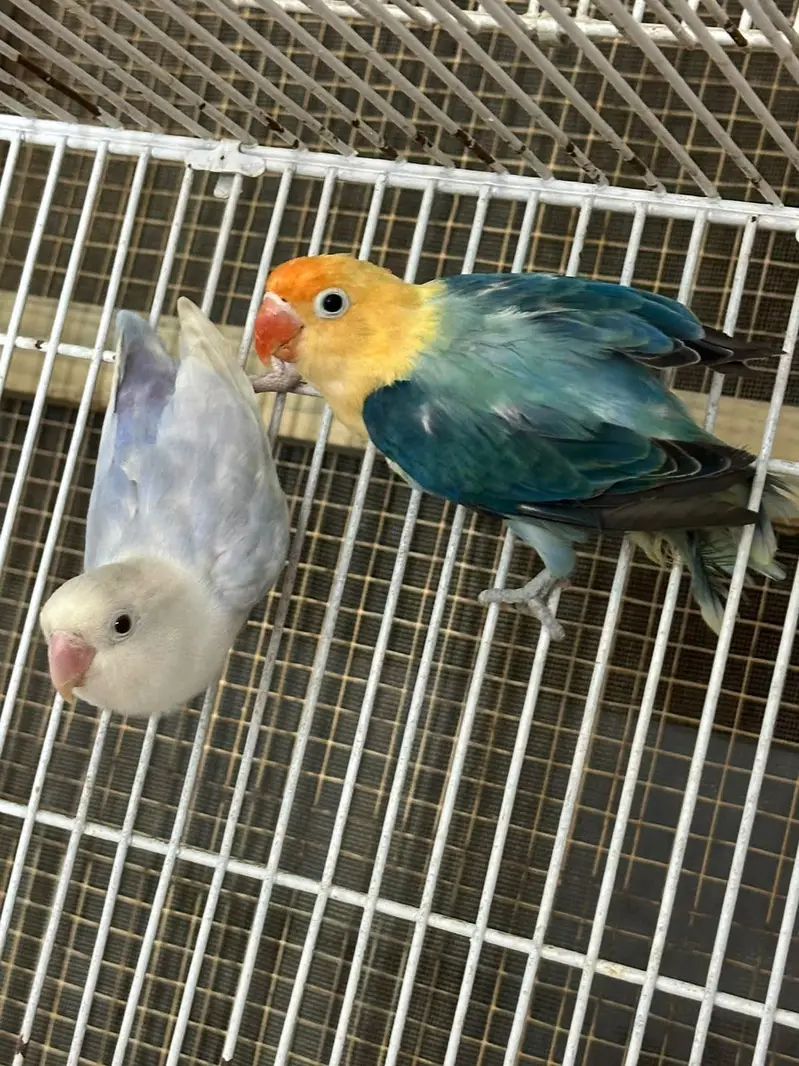 Birds for Sale  2 Budgies 3 Pairs of Lovebirds — photo 10