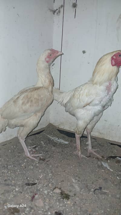 White Aseel Pair