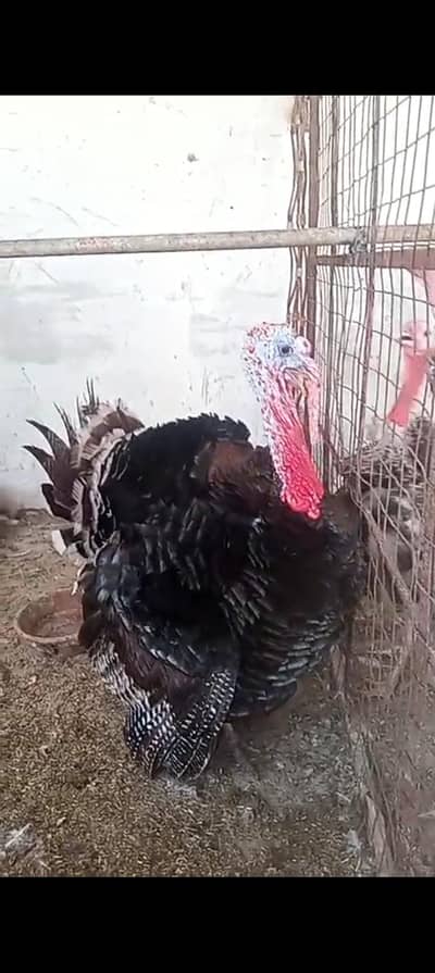 Turkey Pair (Egg Laying)
