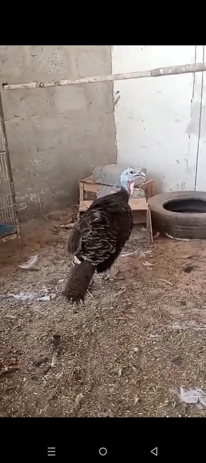 Turkey Pair (Egg Laying) — photo 2