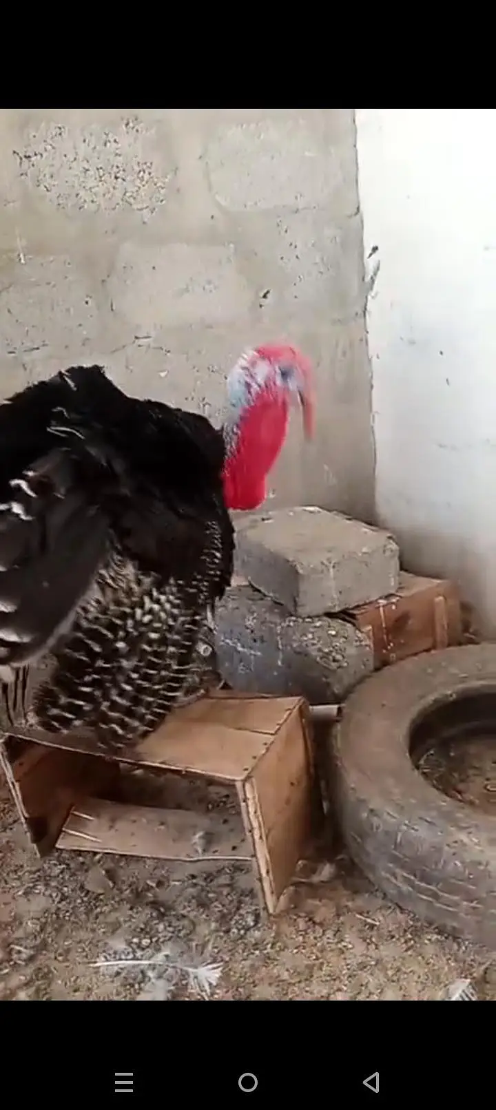 Turkey Pair (Egg Laying) — photo 3