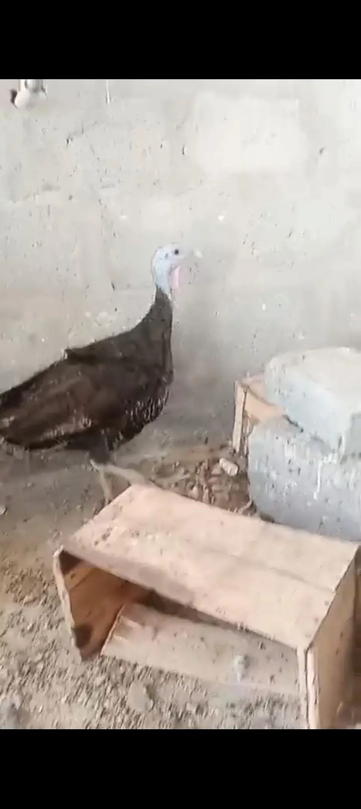 Turkey Pair (Egg Laying) — photo 4